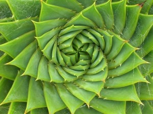 fibonacciSpiralALOE