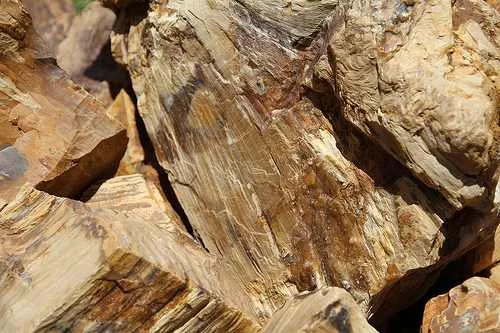 petrified-wood